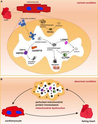 Mitochondrial Chaperones and Proteases in Cardiomyocytes and Heart Failure